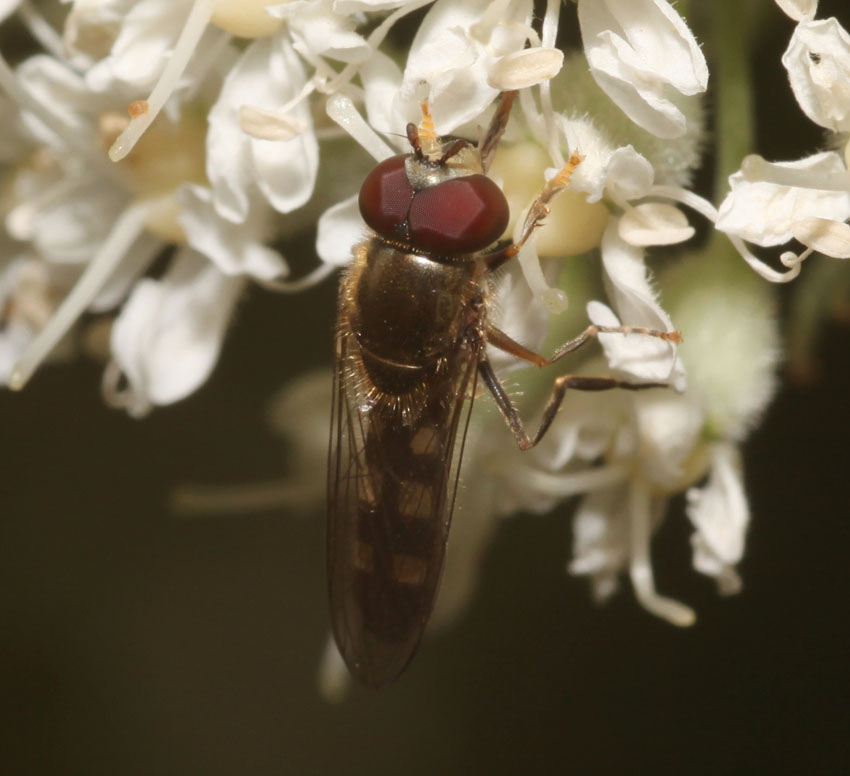 Platycheirus scutatus ♀ e ♂ (Syrphidae)